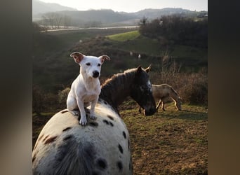 Knabstrupper Mix, Merrie, 11 Jaar, 145 cm, Appaloosa