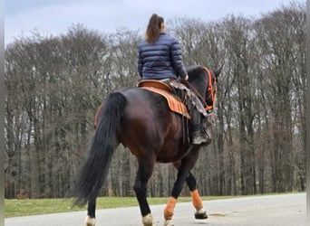 Knabstrupper, Merrie, 12 Jaar, 164 cm, Bruin