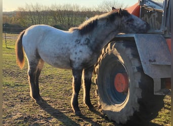 Knabstrupper, Merrie, 13 Jaar, 152 cm, Appaloosa