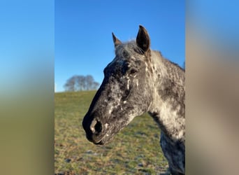 Knabstrupper, Merrie, 13 Jaar, 152 cm, Appaloosa