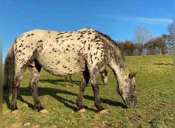 Knabstrupper, Merrie, 13 Jaar, 152 cm, Appaloosa