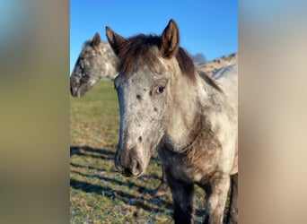 Knabstrupper, Merrie, 13 Jaar, 152 cm, Appaloosa