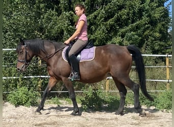 Knabstrupper, Merrie, 13 Jaar, 155 cm, Brauner