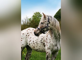 Knabstrupper, Merrie, 14 Jaar, 157 cm, Appaloosa