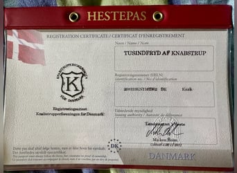 Knabstrupper, Merrie, 14 Jaar, 158 cm, Appaloosa
