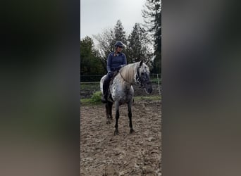 Knabstrupper, Merrie, 15 Jaar, 160 cm, Appaloosa