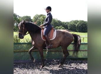 Knabstrupper Mix, Merrie, 16 Jaar, 163 cm, Zwartbruin
