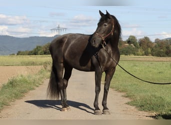 Knabstrupper Mix, Merrie, 16 Jaar, 163 cm, Zwartbruin