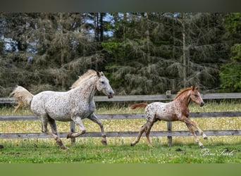 Knabstrupper, Merrie, 17 Jaar, 146 cm, Appaloosa