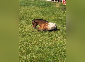Knabstrupper Mix, Merrie, 1 Jaar, 136 cm, Appaloosa
