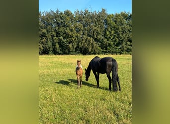 Knabstrupper Mix, Merrie, 1 Jaar, 136 cm, Appaloosa