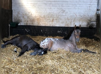 Knabstrupper Mix, Merrie, 1 Jaar, 136 cm, Appaloosa