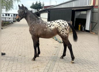 Knabstrupper Mix, Merrie, 1 Jaar, 136 cm, Appaloosa