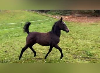 Knabstrupper, Merrie, 1 Jaar, 150 cm, kan schimmel zijn