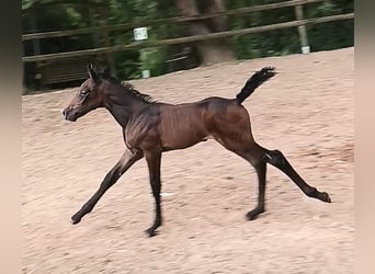 Knabstrupper, Merrie, 1 Jaar, 150 cm, kan schimmel zijn