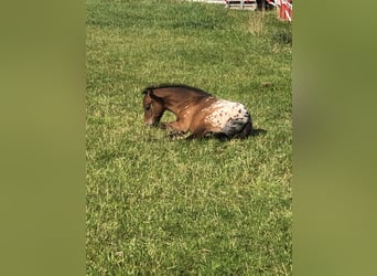 Knabstrupper Mix, Merrie, 1 Jaar, 158 cm, Appaloosa