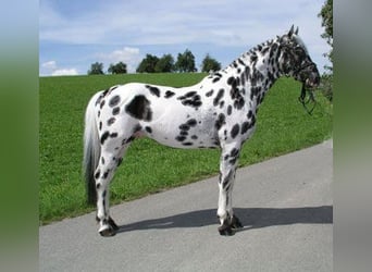 Knabstrupper, Merrie, 1 Jaar, 164 cm, Zwartbruin