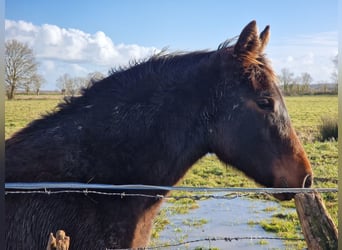 Knabstrupper, Merrie, 1 Jaar, 164 cm, Zwartbruin