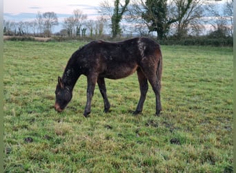 Knabstrupper, Merrie, 1 Jaar, 164 cm, Zwartbruin