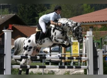 Knabstrupper, Merrie, 1 Jaar, 164 cm, Zwartbruin