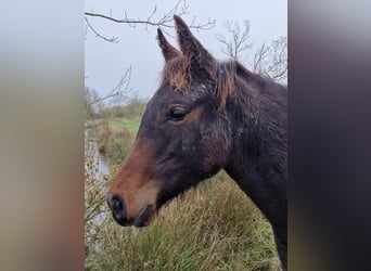 Knabstrupper, Merrie, 1 Jaar, 164 cm, Zwartbruin