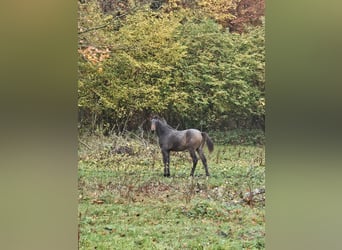 Knabstrupper, Merrie, 1 Jaar, 165 cm, Appaloosa
