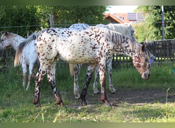 Knabstrupper, Merrie, 1 Jaar, Appaloosa