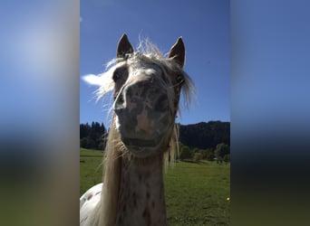 Knabstrupper, Merrie, 1 Jaar, Appaloosa