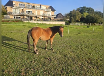 Knabstrupper Mix, Merrie, 2 Jaar, 138 cm, Lichtbruin