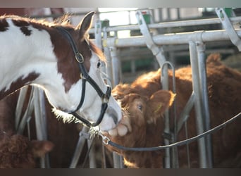 Knabstrupper, Merrie, 2 Jaar, 157 cm, Overo-alle-kleuren