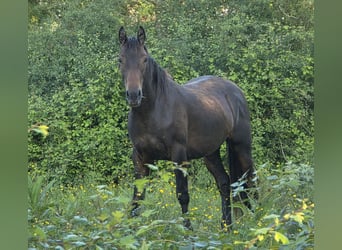 Knabstrupper, Merrie, 2 Jaar, 160 cm, Donkerbruin