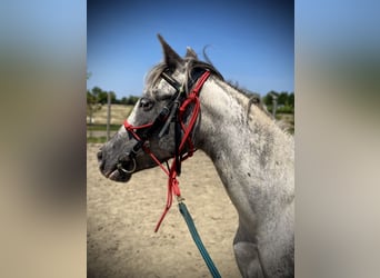 Knabstrupper, Merrie, 3 Jaar, 136 cm, Appaloosa