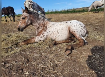 Knabstrupper, Merrie, 3 Jaar, 148 cm, Appaloosa