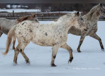 Knabstrupper, Merrie, 3 Jaar, 148 cm, Appaloosa