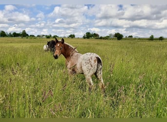 Knabstrupper, Merrie, 3 Jaar, 148 cm, Appaloosa