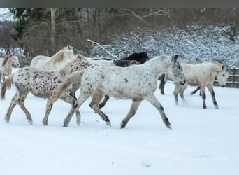 Knabstrupper, Merrie, 3 Jaar, 148 cm, Appaloosa
