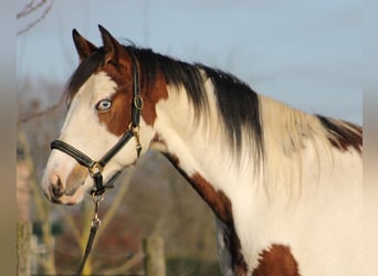 Knabstrupper, Merrie, 3 Jaar, 157 cm, Overo-alle-kleuren