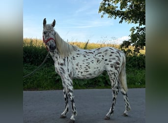 Knabstrupper, Merrie, 3 Jaar, 160 cm, Appaloosa
