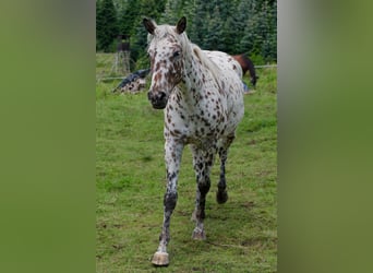 Knabstrupper, Merrie, 3 Jaar, 163 cm, Appaloosa