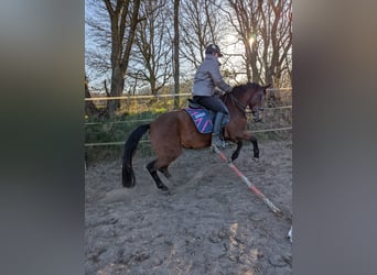 Knabstrupper, Merrie, 4 Jaar, 147 cm, Bruin