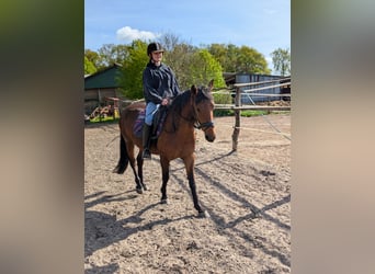 Knabstrupper, Merrie, 4 Jaar, 147 cm, Bruin