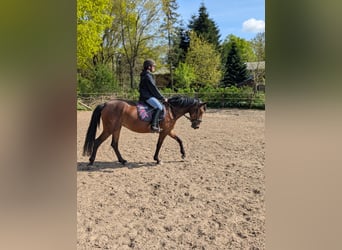 Knabstrupper, Merrie, 4 Jaar, 147 cm, Bruin