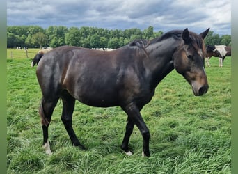 Knabstrupper Mix, Merrie, 4 Jaar, 147 cm, Bruin