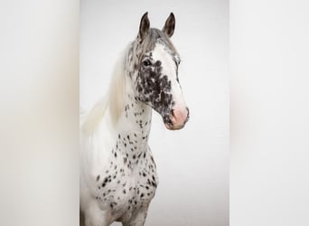 Knabstrupper, Merrie, 4 Jaar, 165 cm, Appaloosa