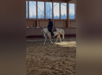 Knabstrupper, Merrie, 5 Jaar, 156 cm, Appaloosa