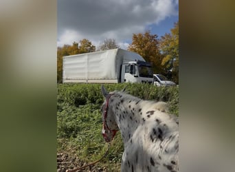Knabstrupper, Merrie, 5 Jaar, 156 cm, Appaloosa
