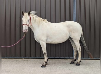 Knabstrupper, Merrie, 7 Jaar, 158 cm, Appaloosa