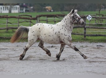 Knabstrupper, Merrie, 8 Jaar, 142 cm, Appaloosa