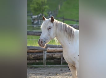 Knabstrupper, Merrie, 9 Jaar, 150 cm, Wit