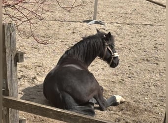 Knabstrupper, Merrie, 9 Jaar, 152 cm, Zwart